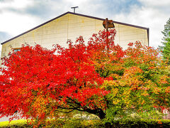 いいちこ日田蒸留所の紅葉　2025