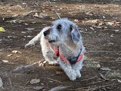 我家の還暦犬（ワイヤーダックス、15歳4カ月）、小田原 "石垣山一夜城" 跡を闊歩。帰りの下り坂で、岩床に顔を強打するもめげず！