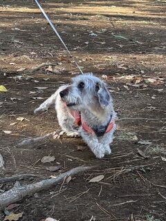 我家の還暦犬（ワイヤーダックス、15歳4カ月）、小田原 "石垣山一夜城" 跡を闊歩。帰りの下り坂で、岩床に顔を強打するもめげず！