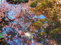 東京の紅葉名所　　　　　　　　　２０２５シーズン