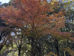 おばあちゃん、電動アシスト自転車に乗って橿原神宮に行って来ました！