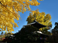 「鑁阿寺」の黄葉と紅葉_2025_大イチョウは見頃、紅葉は色付き初めでした（足利市）