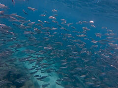 サンタクルーズ島