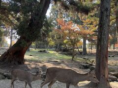 春日大社と若草山