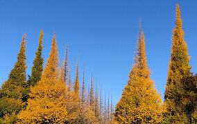 明治神宮外苑いちょう並木と六義園