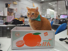 ２０２５年１１～１２月 ４泊６日 台湾１人旅［４］鉄印帳の旅☆蜜柑駅長に会いに橋頭糖廠駅へ、その後少しだけ鉄印集め