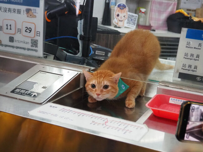 ２０２５年１１～１２月 ４泊６日 台湾１人旅［５］橋頭糖廠駅で月１度勤務の猫駅長［蜜柑］ちゃんだらけ