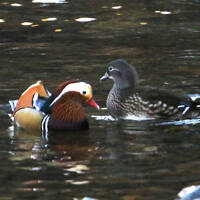 日野町交流センター リバーサイドひのに宿泊して5度目のオシドリ観察小屋遠征