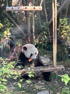 上海動物園に行きました(2025年12月7日)