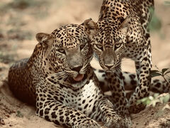 野生のヤラ、サファリでヒョウとゾウを観察