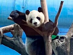 台湾のパンダ(大熊猫)にぜひ会いたいわん！九份のその後と台北市動物園編