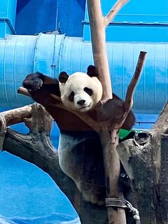 台湾のパンダ(大熊猫)にぜひ会いたいわん！九份のその後と台北市動物園編
