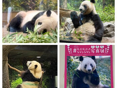 2025/12まで上野動物園のパンダ写真まとめ