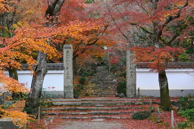 2025年師走の京都、浄住寺の特別拝観と名残の紅葉
