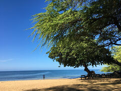 ３年ぶりのハワイ島　ーーー１３日目ーーー