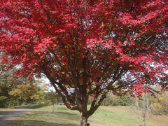 馬見丘陵公園で自然を満喫。とてもいい公園です。心が休まります。