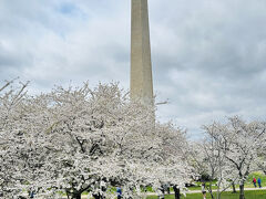 ワシントンD.C.｜満開の桜と博物館