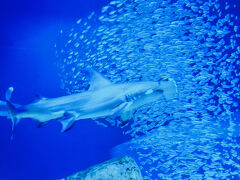 アトランタ旅｜水族館とコカ・コーラ飲み放題
