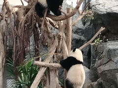 香港の双子パンダに会いに行く　オーシャンパーク