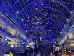 12月の大雪後の札幌小樽46000歩の旅2025完全版 円山動物園~大倉山~札幌イルミ~ミュンヘンクリスマス市~西洋美術館~羽田ゴジラ