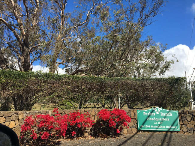 ３年ぶりのハワイ島　ーーー１９日目ーーー