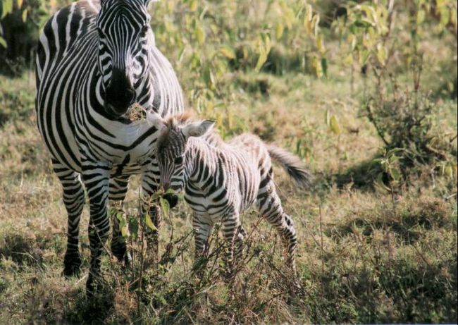 ナクル湖国立公園にいたシマウマの親子です。子供はまだ生まれたてみたいで，模様がちょっと茶色っぽいんです。