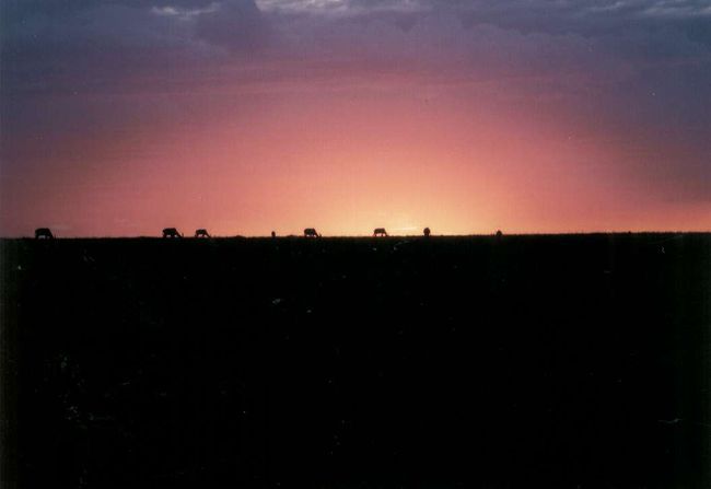 マサイマラ国立公園での夕暮れです。すごくきれいですよね？一番気に入っている写真です。