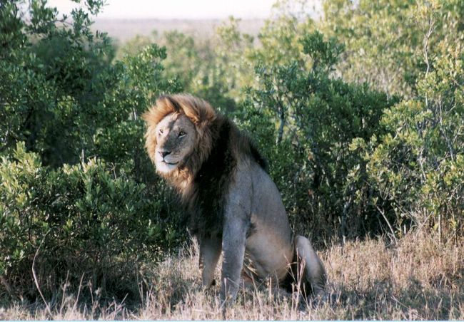 マサイマラ国立公園にいたライオン（シンバ）です。いっつもゴロゴロしていて，全然動かない！けっこう近づいても無反応でした。