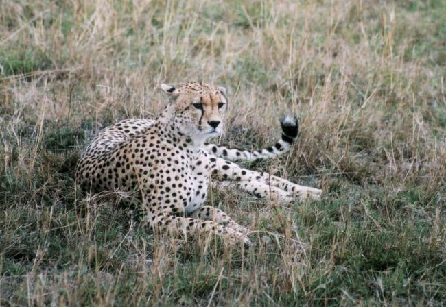 念願のチーター！マサイマラでもなかなか見つからず，ケニアでの最終日の朝，やっと会えたチーターです。