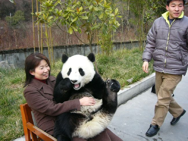 成都から車で２時間あまり。臥龍というところにあるパンダセンターで，念願のパンダ抱っこです！こんなにビックでも子供なんです。