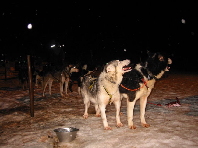 トロムソの郊外にあるWilderness　Centerで犬ぞり体験。オーロラも期待しましたが、この日も雪で全く見れずじまい。<br />犬は一生懸命走ってくれました。