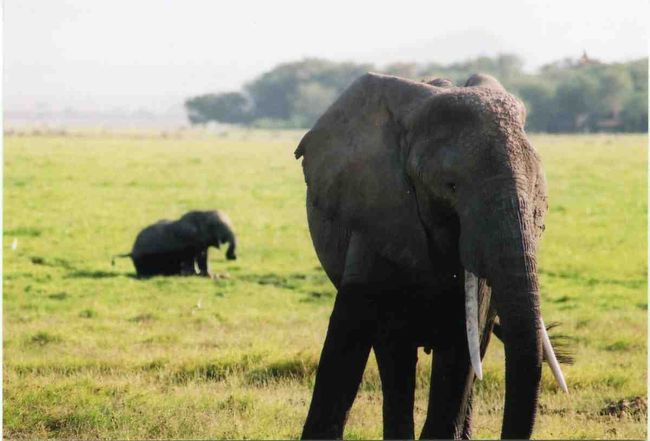 ここはアンボセリ国立公園です。象の群れに遭遇しました。象はゆっくり私達の車の前を横切っていきました。人間を恐れることも威嚇することもありません。
