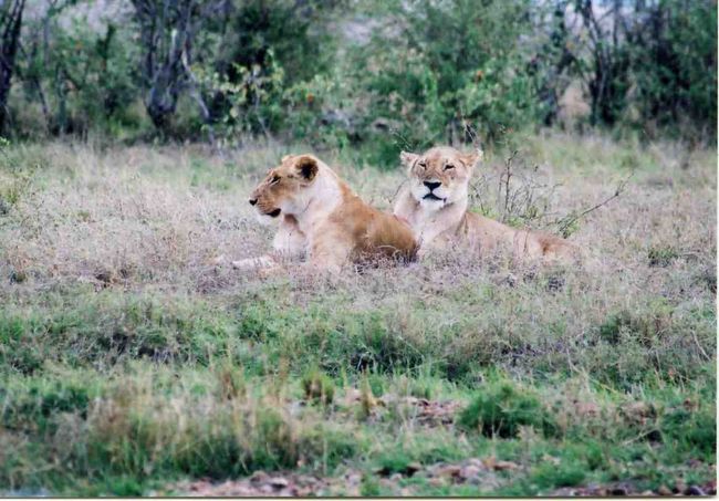 こちらはメスのライオンです。ライオンはメスが狩りをするんですよ。オスは何もせずに寝ているばかり。働き者のメスライオン達です。