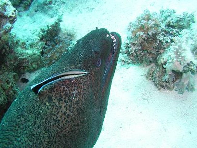 ヨーロッパ人に人気の大きなドクウツボ