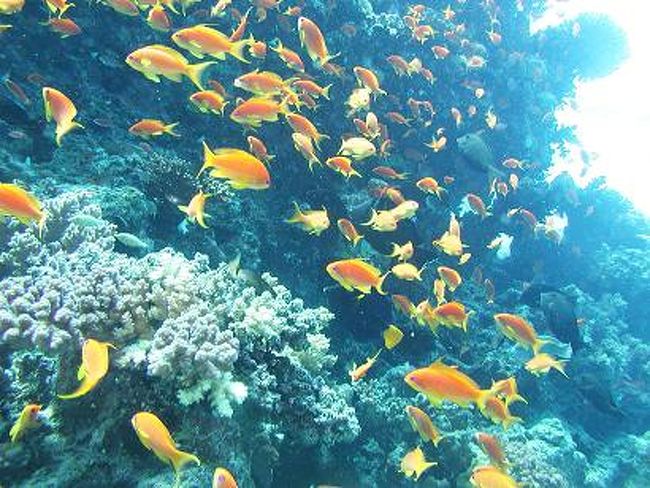 逃げない群れで一緒に遊べます