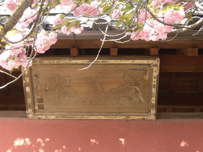 八重桜（かな？）が満開でした。<br />実は去年もここでお花見をしました。ソメイヨシノがすっかり散ったあとに、こっそり桜見の余韻を楽しむことができます。<br /><br />観光客の皆さんは門の前でピース！で記念撮影でしたが、へそまがりのねごやんは、こんなアングルで桜を撮影。