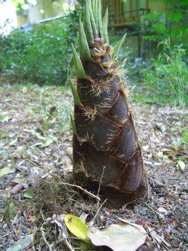 通路に筍、もご愛嬌。掘りおこしてあるのもあったよ。