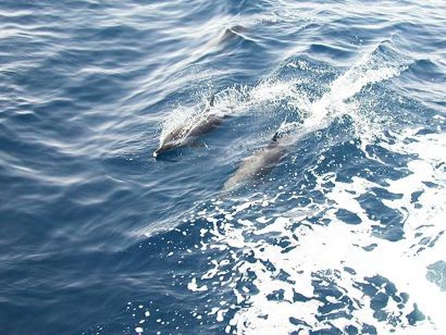 カイロから1時間で紅海リゾート基地の自然派、ハルガタに着きます。<br />朝一番7時の飛行機はほぼ満員で空港近くには広大なリゾートホテルが連なる風景になります。ダイビングボートに遊びにやってくるイルカファミリーは元気いっぱいです。