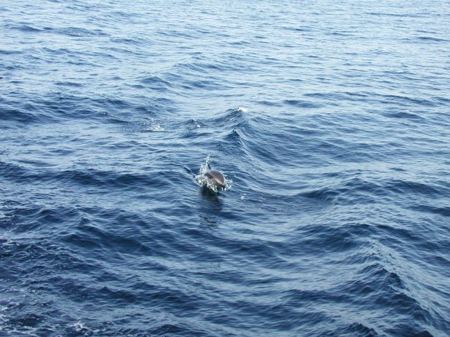 イルカは何種類かいてオキゴンドウなどもいるみたいです。場所によってはダイバーと遊んでくれたりするらしいです。<br />海はひたすら青くて、ほぼ毎日の雲のない青空には眩しい太陽と風が体をほぐしてくれます。