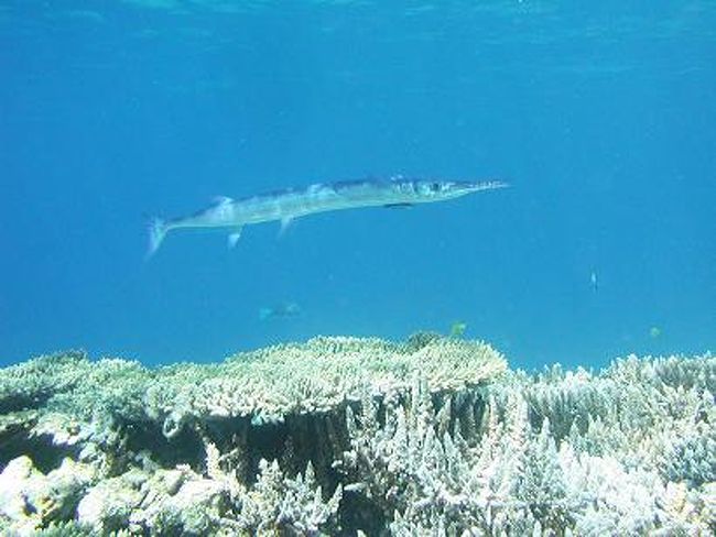 陽射しが珊瑚を育ててさらにサカナ達を育む豊かな海です。<br />のんびり日向にオニカマスがいたりします。群れになるバラクーダとは違ったのんびり派かも？