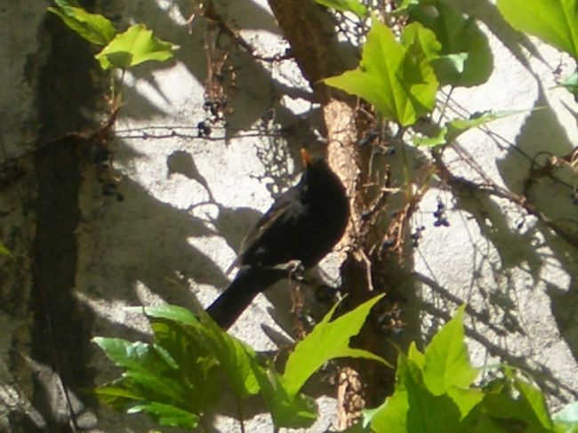 ワインを扱う店の多くは、壁にブドウのつたが這わせてあります。そのつたに鳥がとまって、干しブドウと化した実をついばんでいました。<br /><br />鳥も5月の陽気に誘われて、飛び回っています。<br />byねごやん<br />