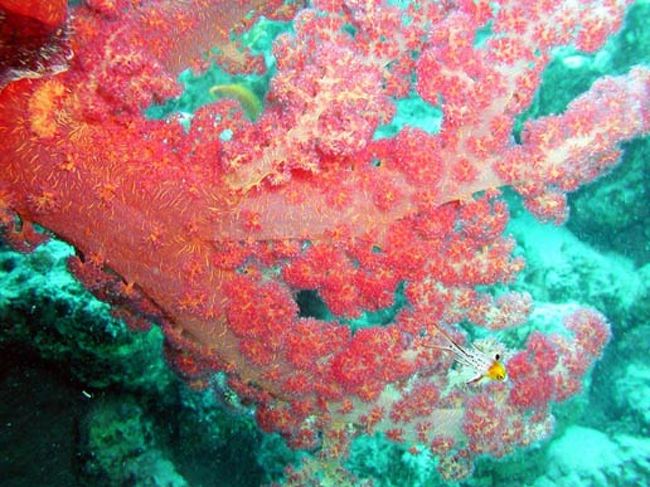 ヒオドシベラの幼魚<br />とってもキュートで派手派手