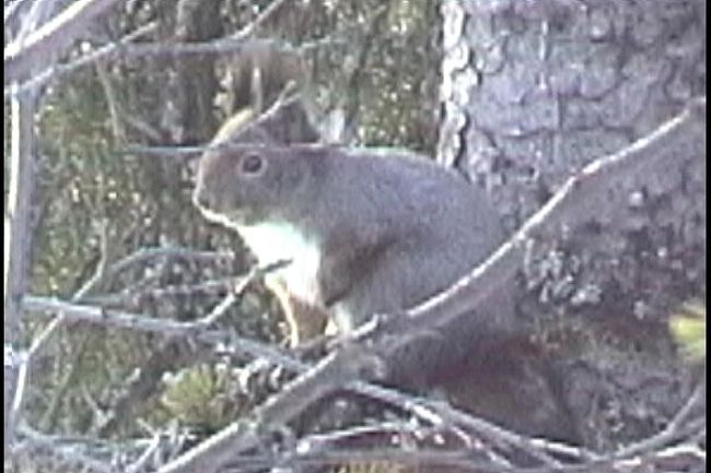 宿泊はコテージ。<br />その裏庭の杉？の木に来たリス。<br />どこから出てきたのか、雪の上を走ってきて、<br />ツツツツ〜っと木の上に上ってひと休み。<br />かなり長い時間そのあたりで遊んでいました。<br /><br />北国の春は、もう間近か。