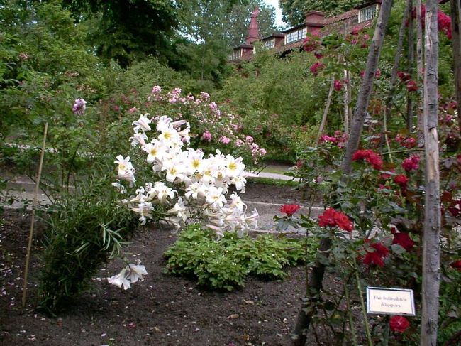 スカンセンのフラワーガーデン･２