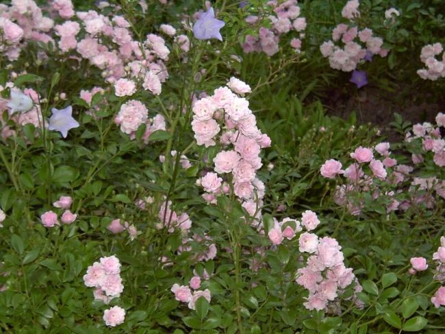 スカンセンのフラワーガーデン･３