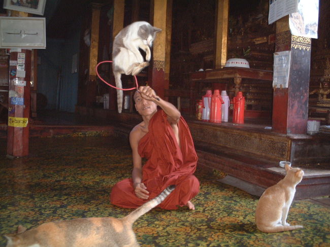 ジャンピングキャットをか<br />ぶりつきで見る！<br />ガーペー寺院（湖上）：お客がボツボツ集まってきた。おもむろにショ<br />ーが始まった。<br /><br /><br />インレー湖：「ガーペー僧院ジャンピングキャット」もっと見たい方は本編「ほんわか旅日記！」ミャンマーを訪ねてください。 http://www.geocities.jp/yamahidesun/  (^^ゞ<br />