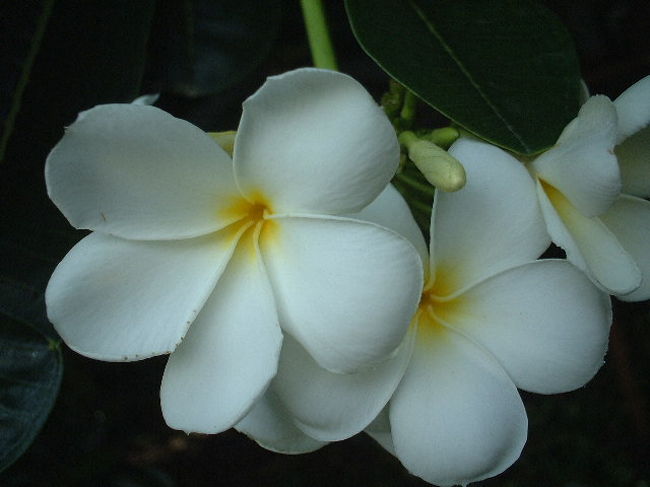 きれいなプルメリア　いいかおり…　おしまい！
