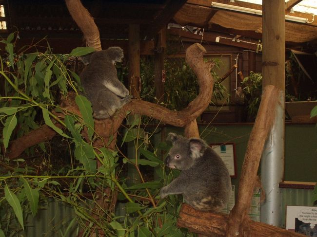 オーストラリアといえばコアラ抱っこ写真。もちろんしてきました。