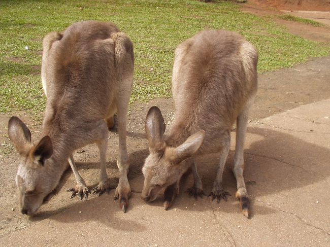 カンガルー。一生懸命餌をたべてます。かわいい。