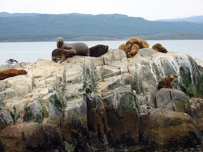 ビーグル水道、アザラシの群れが岩の上でごろごろ、肥満に注意という声が聞こえたような、、、？